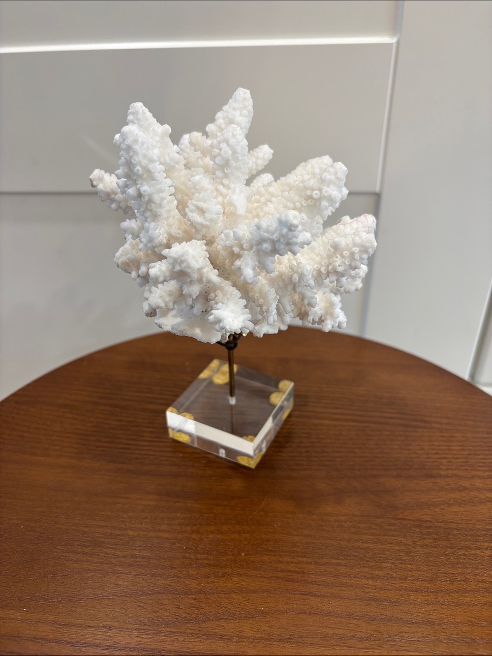 Decorative White Coral on Lucite Stand